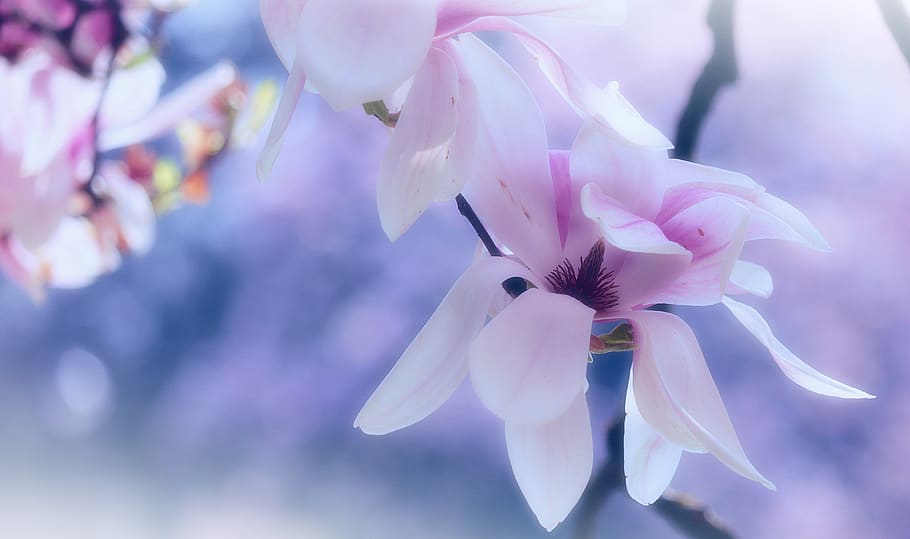 tree, magnolia, spring, pink, nature, flowers, bloom, branch HD wallpaper