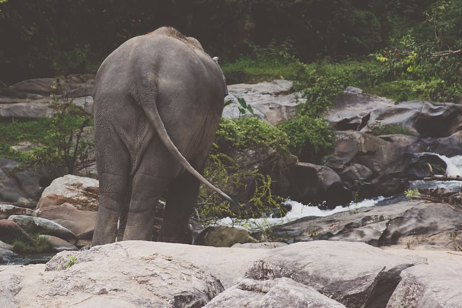 elephant, parc, nature, animal themes, solid, mammal, rock HD wallpaper