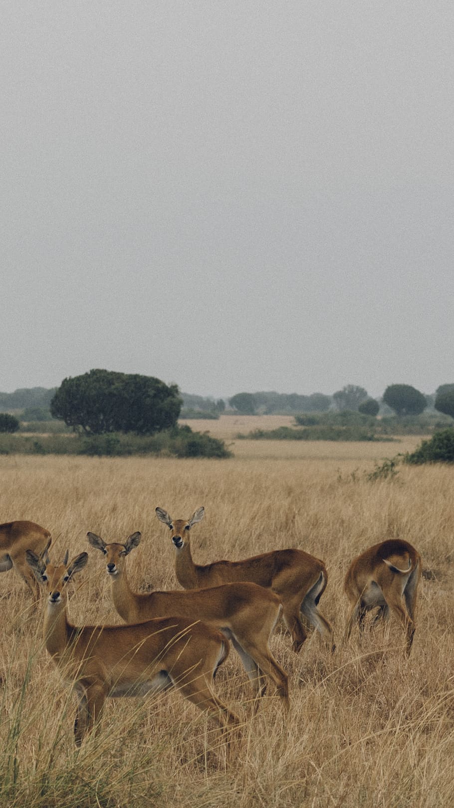 five brown deer's surrounded by brown grass, wildlife, animal HD wallpaper