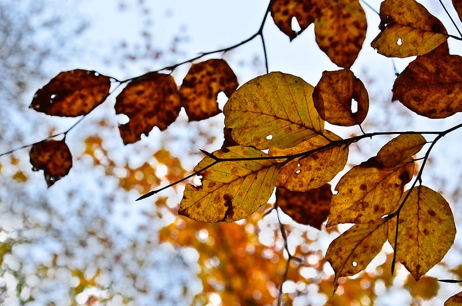 leaf, fall, nature, tree, colorful, texture, foliage, seasonal HD wallpaper