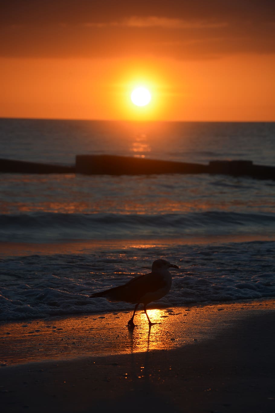 sunset, seagull, bird, peaceful, water, sky, orange color, beauty in nature HD wallpaper