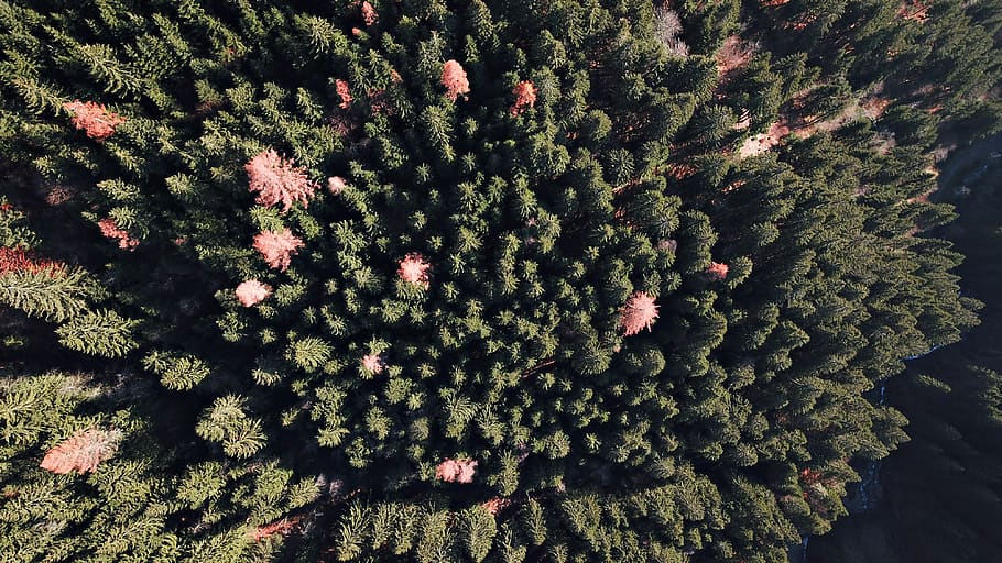 high-angle, tree, plant, pine, austria, abies, fir, conifer, spruce HD wallpaper
