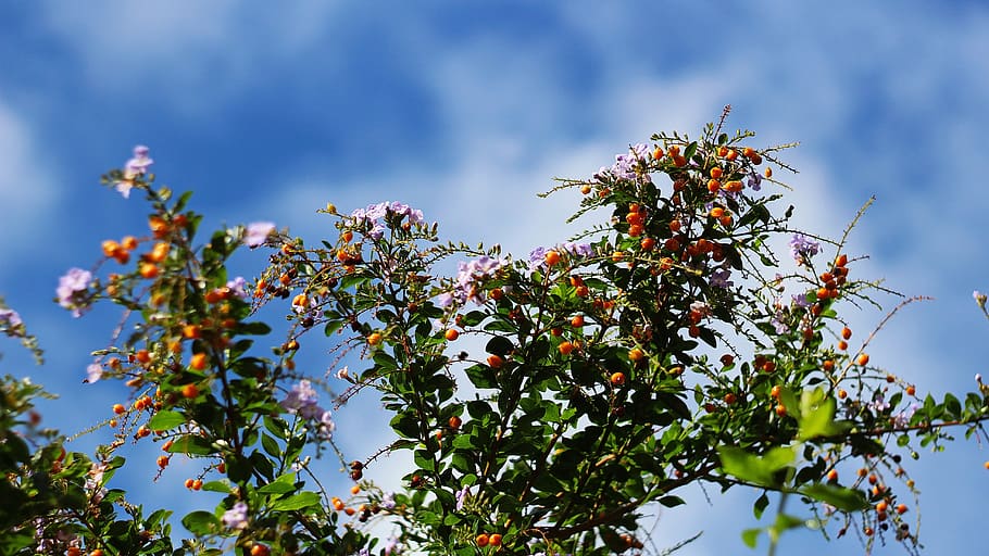 summer, sky, clouds, nature, blue, plant, bloom, growth, tree HD wallpaper