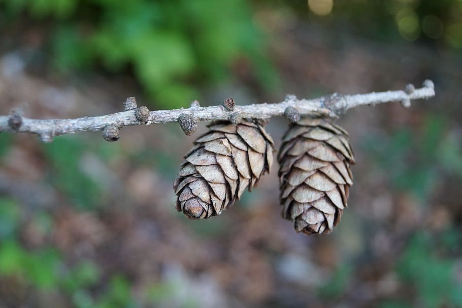 pine cones, spruce, brown, tree, tap, conifer, branch, autumn HD wallpaper