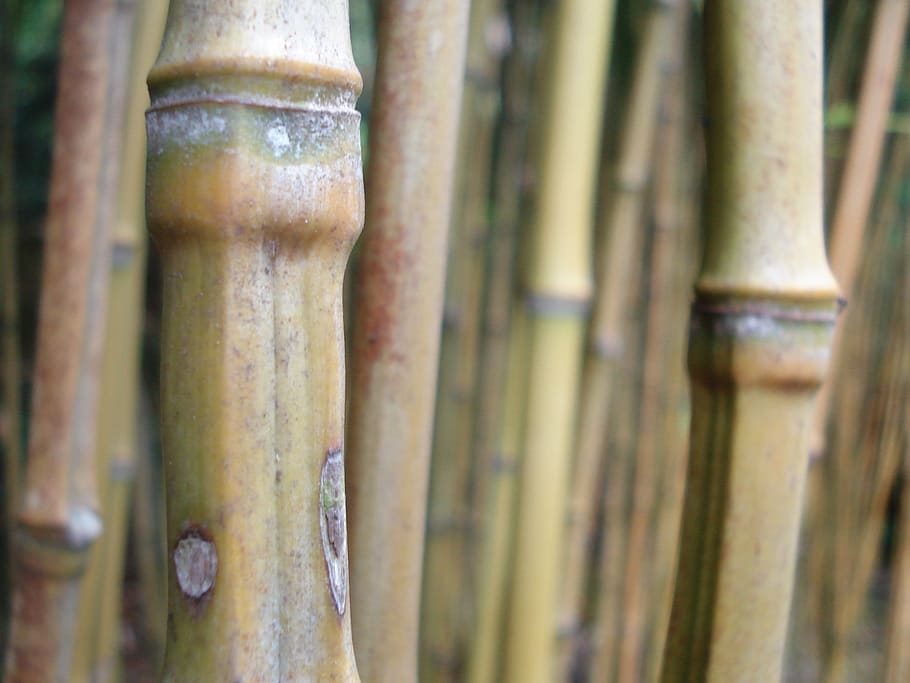 detail, no people, close-up, bamboo - plant, nature, day, food and drink HD wallpaper