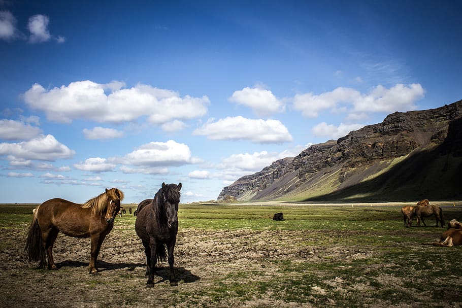 iceland, mammal, animal themes, domestic animals, pets, livestock HD wallpaper