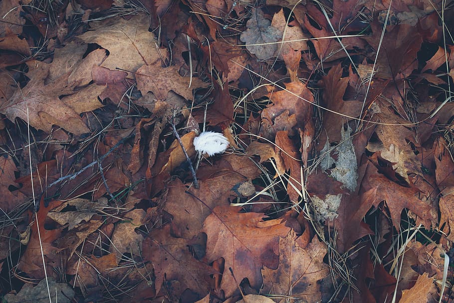 netherlands, enschede, feather in ground, single feather, red leaves, HD wallpaper