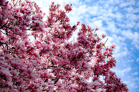 tree, blossom, magnolia, spring, pink, flower, bloom, springtime HD wallpaper