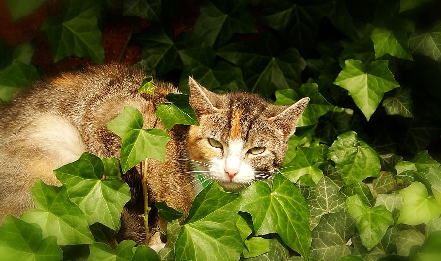 plant part, leaf, animal themes, one animal, domestic cat, pets HD wallpaper