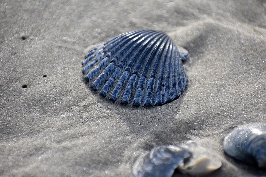 sand, shell, beach, summer, nature, water, coast, seashell, HD wallpaper