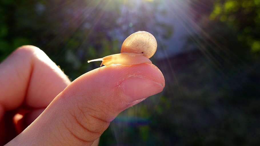 snail, light, shell, human hand, human body part, human finger HD wallpaper
