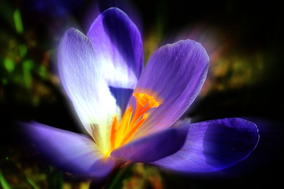 crocus, purple, spring, nature, plant, blossom, bloom, flower HD wallpaper
