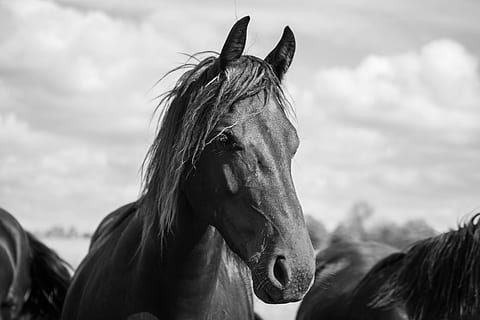 Horse black bess hi-res stock photography and images - Alamy