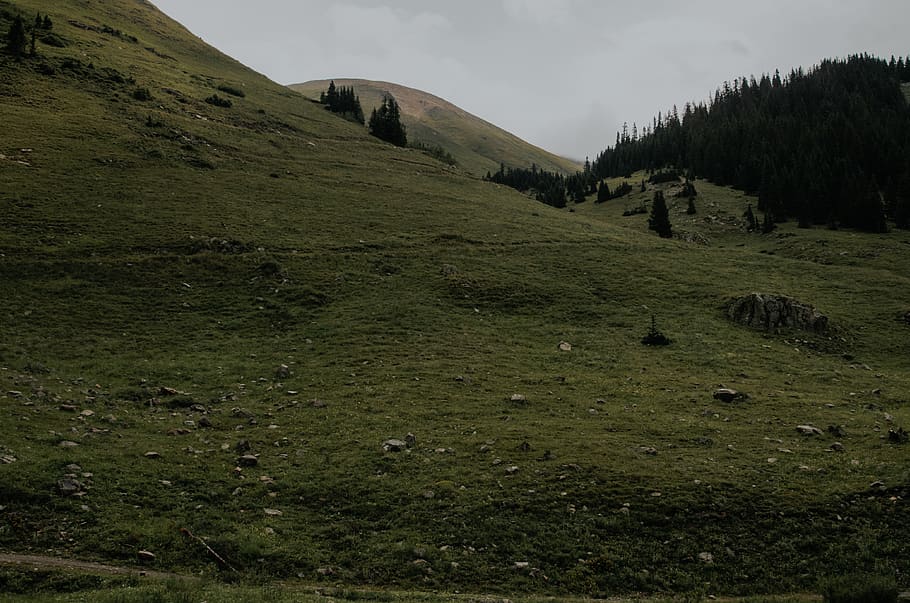 united states, durango, explore, trail, hike, forest, greenery HD wallpaper