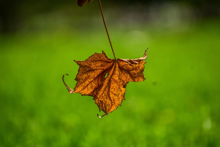 dry leaf, end, yellow, park, nature, plant part, autumn, focus on foreground HD wallpaper