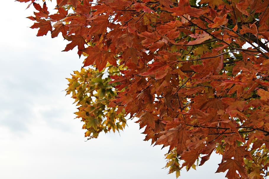 orange, fall, nature, wallpaper backround, autumn, leaves, tree HD wallpaper