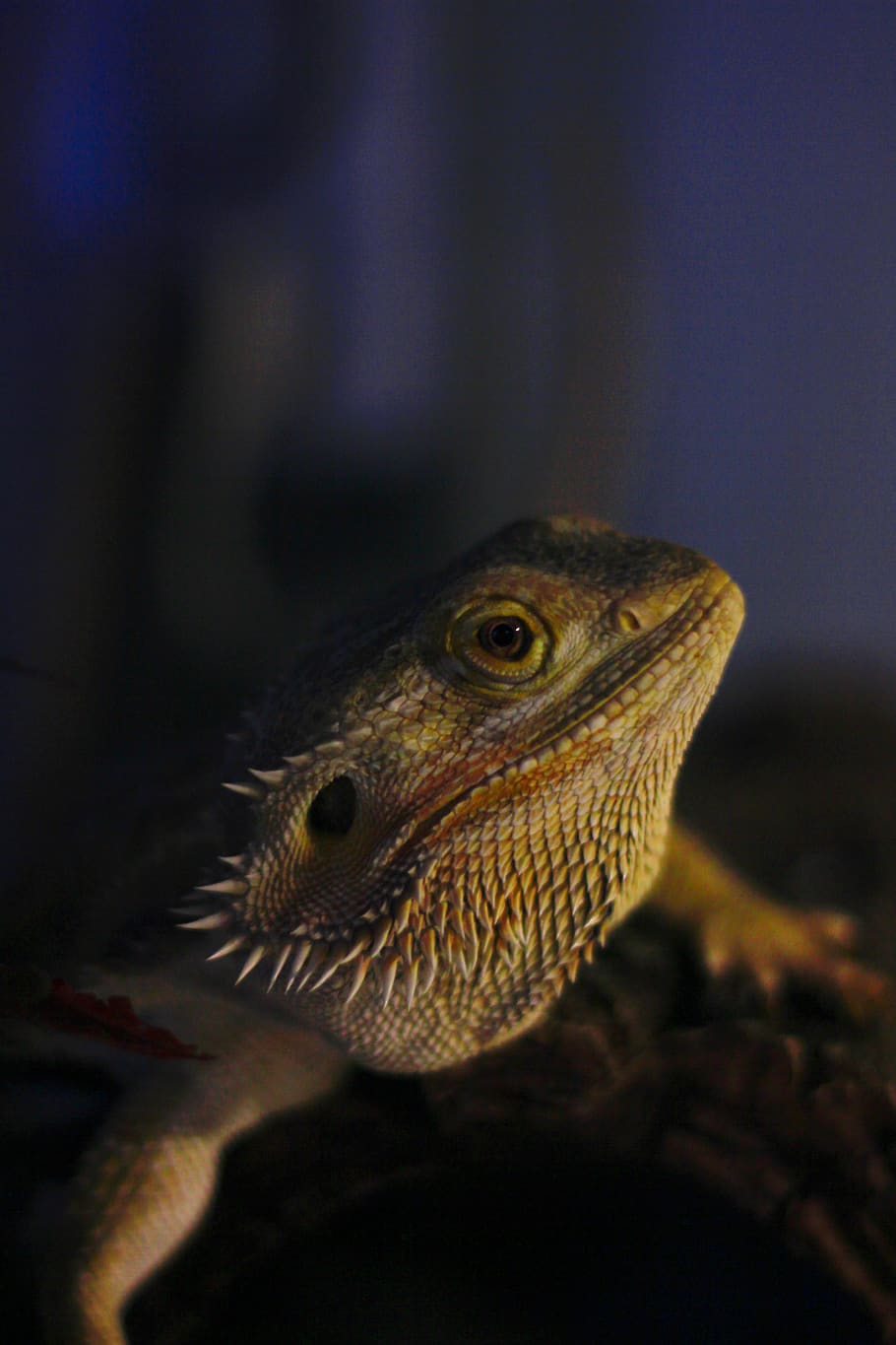 one animal, vertebrate, reptile, animal wildlife, close-up HD wallpaper