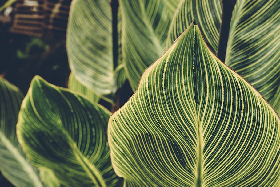 Green Leaves, plant, leaf, green color, plant part, growth, close-up HD wallpaper