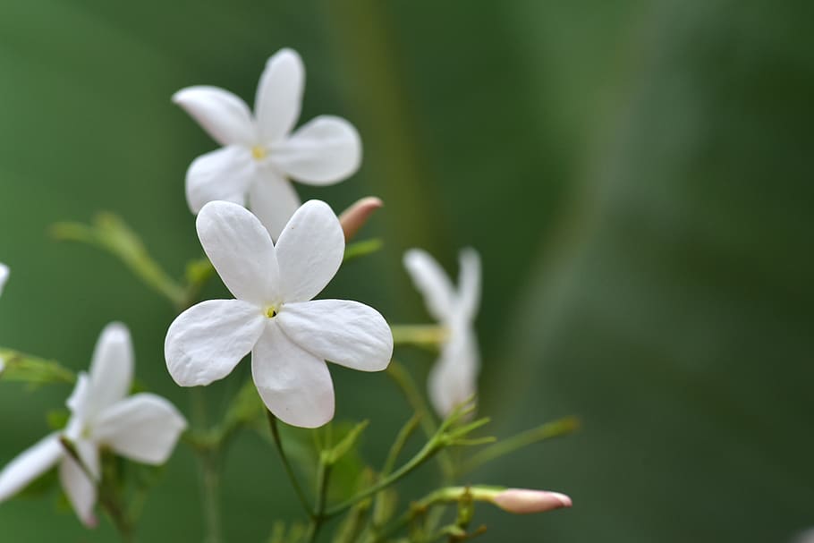 jasmin, jasmine flower, flowers, nature, ornamental shrub, smell