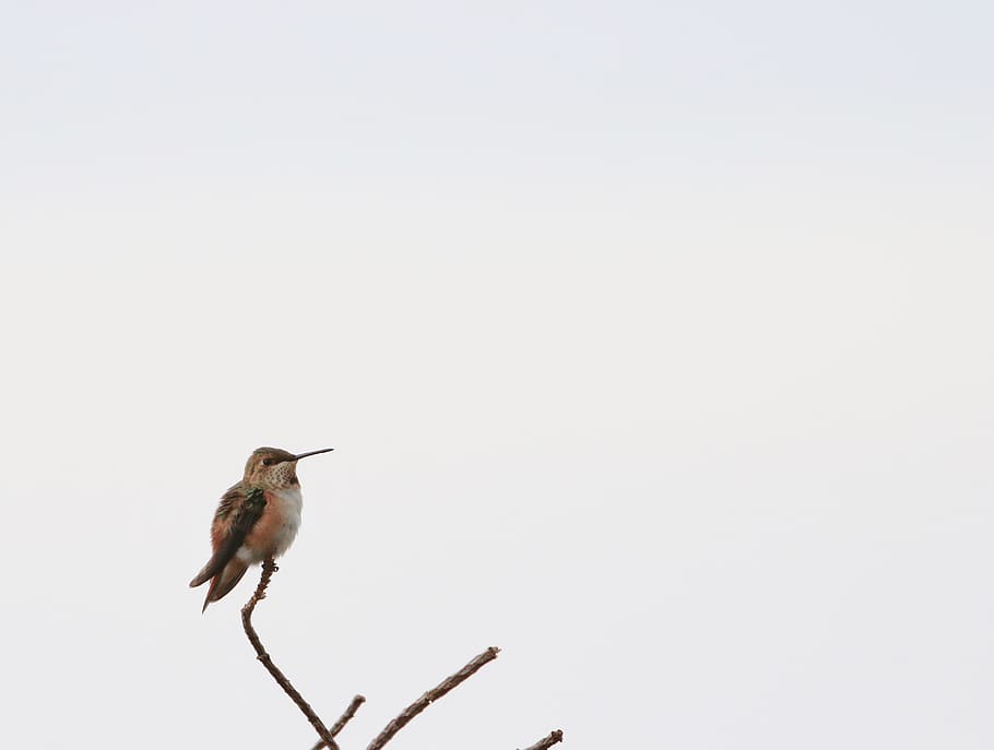 bird perched on brancg, animal, bee eater, flying, hummingbird, HD wallpaper