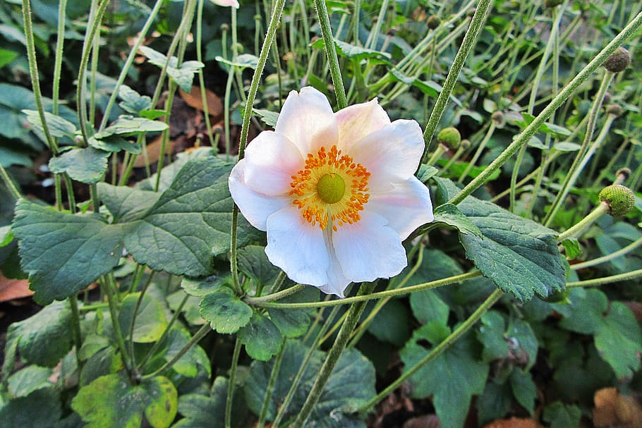 anemone, white, flower, japanese windbloem, vegetable, bloom
