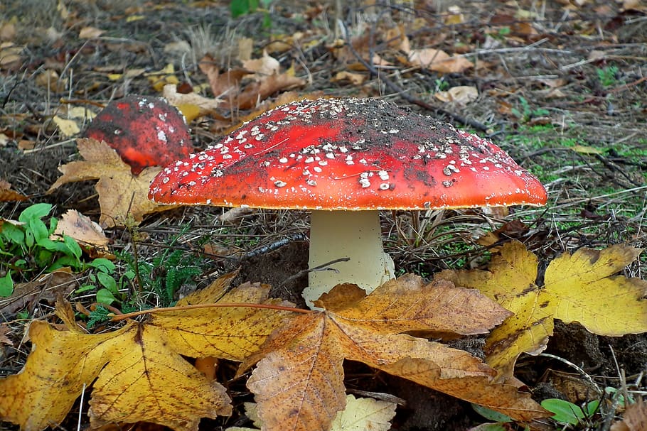 mushrooms, toadstools, red, dots, forest, poison, nature, in the fall HD wallpaper