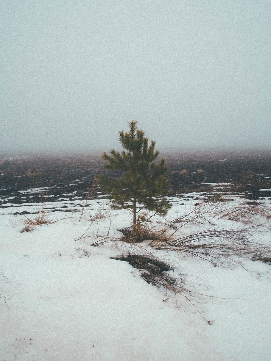 canada, saskatchewan, tree, fog, snow, winter, cold temperature HD wallpaper