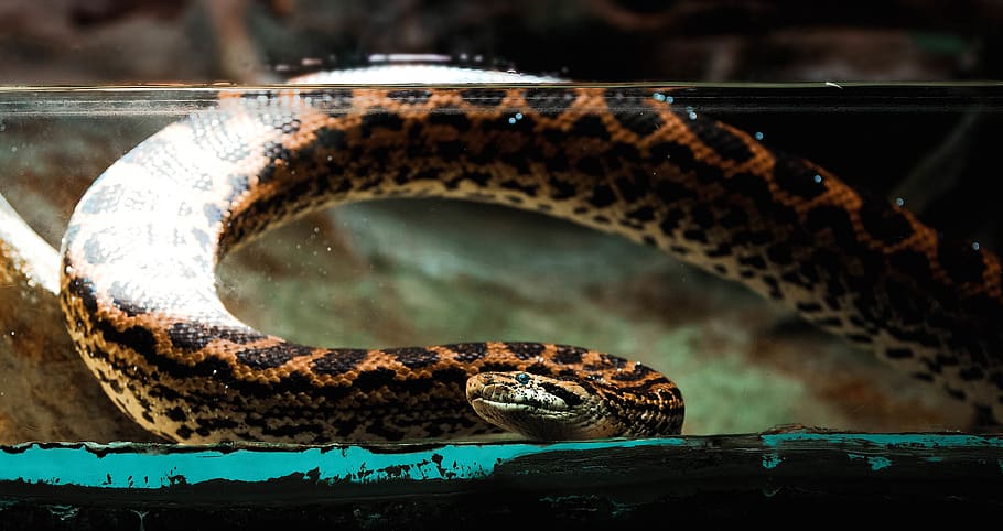 brown and black snake, animal, reptile, anaconda, rattlesnake, HD wallpaper