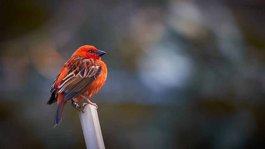 bird perched on stick, animal themes, vertebrate, animals in the wild HD wallpaper