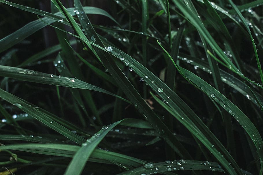 Water Drops on Grasses, blade of grass, color, dark green, dew, HD wallpaper