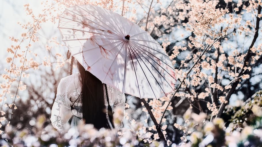 Photo of Woman Holding Umbrella, back view, beautiful, bloom HD wallpaper