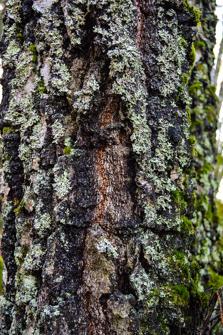 sweden, moss, bark, forest, tree, tree trunk, plant, growth HD wallpaper