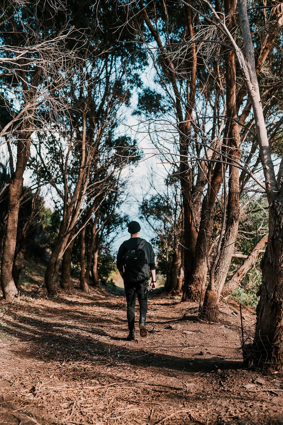 man walking in between of tall trees, person, human, people, australia, HD wallpaper