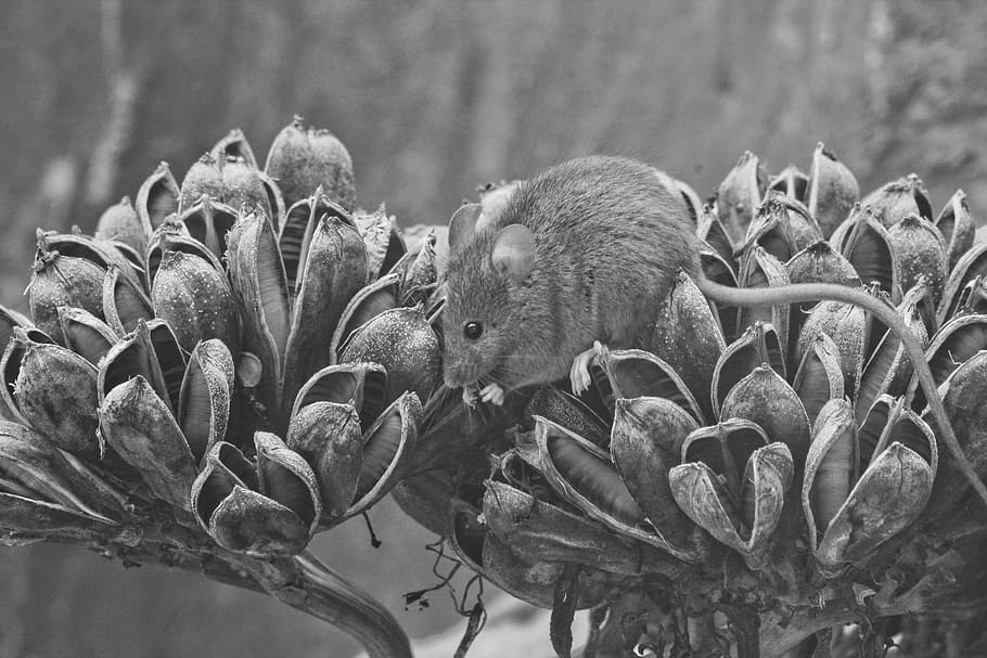 mexico, saltillo, mouse, eating, nature, black and white, plant HD wallpaper