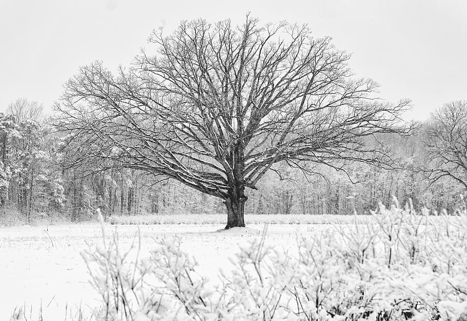 snow covered bare tree during daytime, plant, winter, cold temperature HD wallpaper
