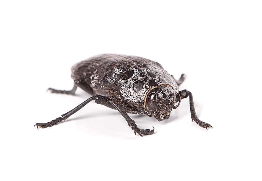 beetle, black, insect, closeup, nature, macro, animal, bug HD wallpaper