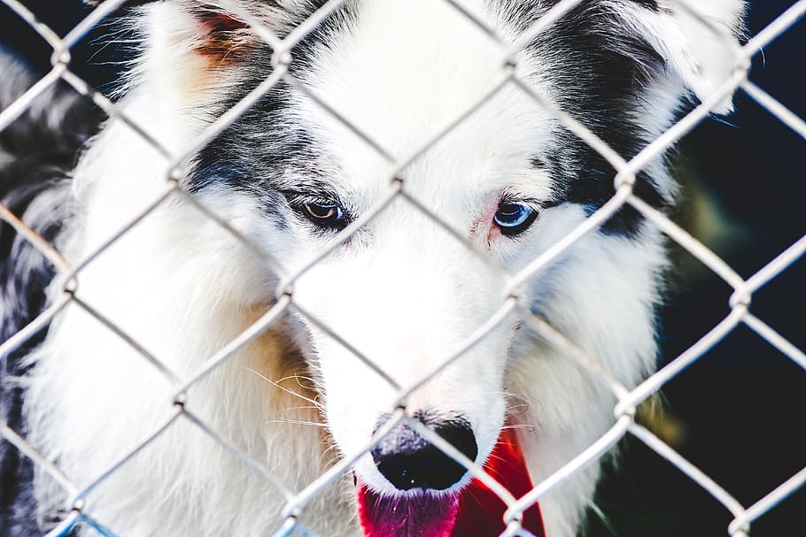 Dog In A Cage, adorable, animal, canine, close-up, cute, domestic animal HD wallpaper