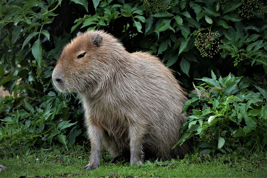 capybara, close up, wild, animal world, mammal, nature, herbivores, HD wallpaper