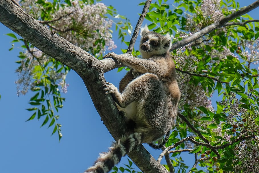koala bear on tree branch, mammal, wildlife, animal, sloth, three-toed sloth HD wallpaper