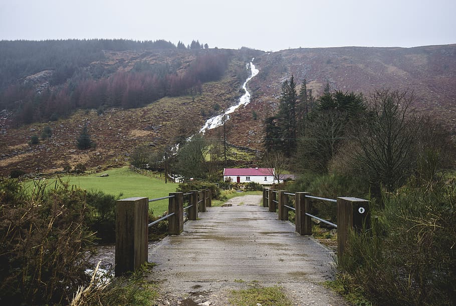 ireland, glenmalure, plant, tree, direction, the way forward HD wallpaper