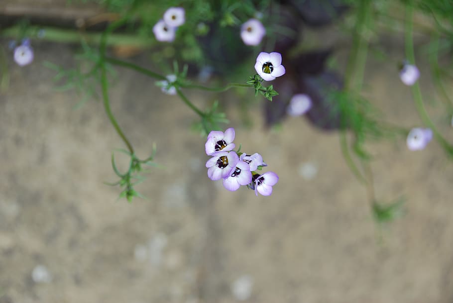 flowers, small, tiny, plant, nature, close-up, flowering plant HD wallpaper