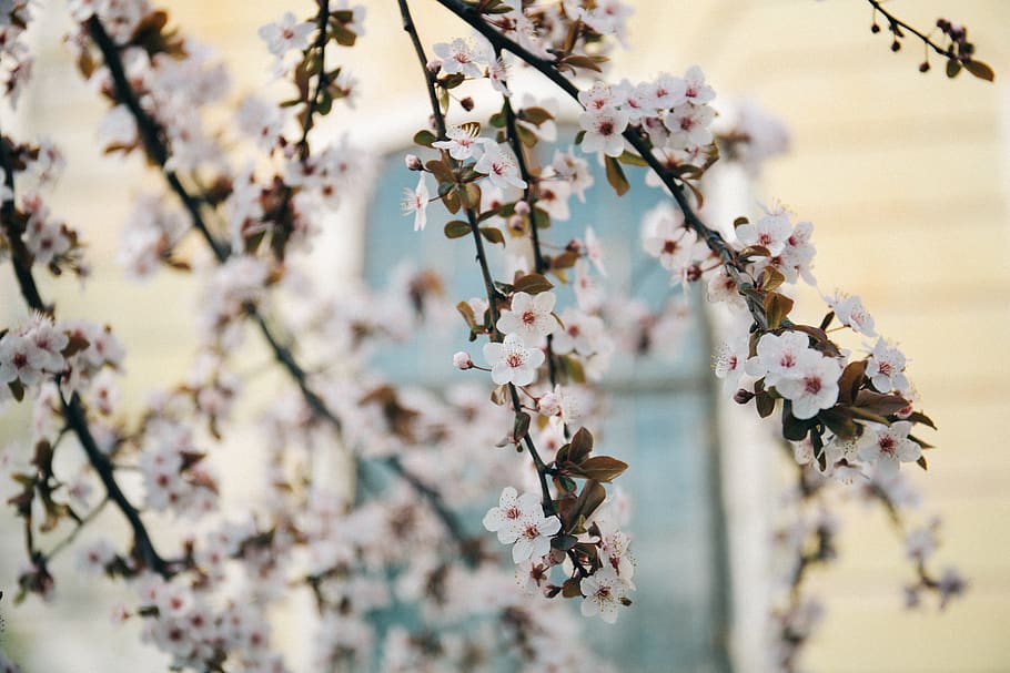 white flowers, flowering plant, fragility, tree, freshness, blossom HD wallpaper