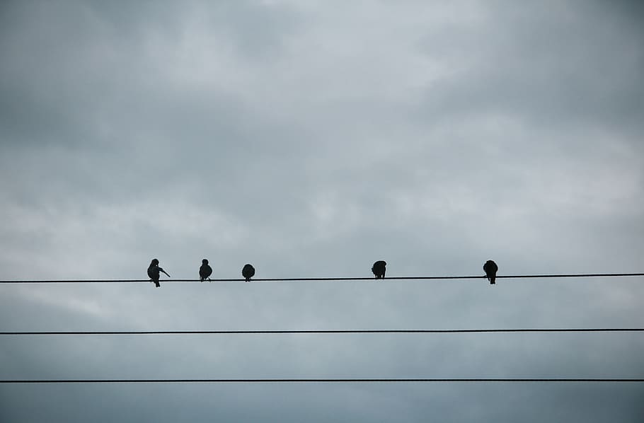 united kingdom, bude, electric, pole, line, sparrow, birds