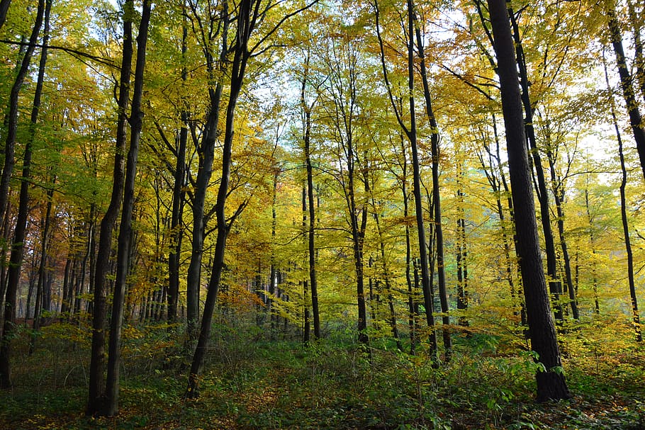 forest, tree, nature, the environment, ecology, plant, land HD wallpaper
