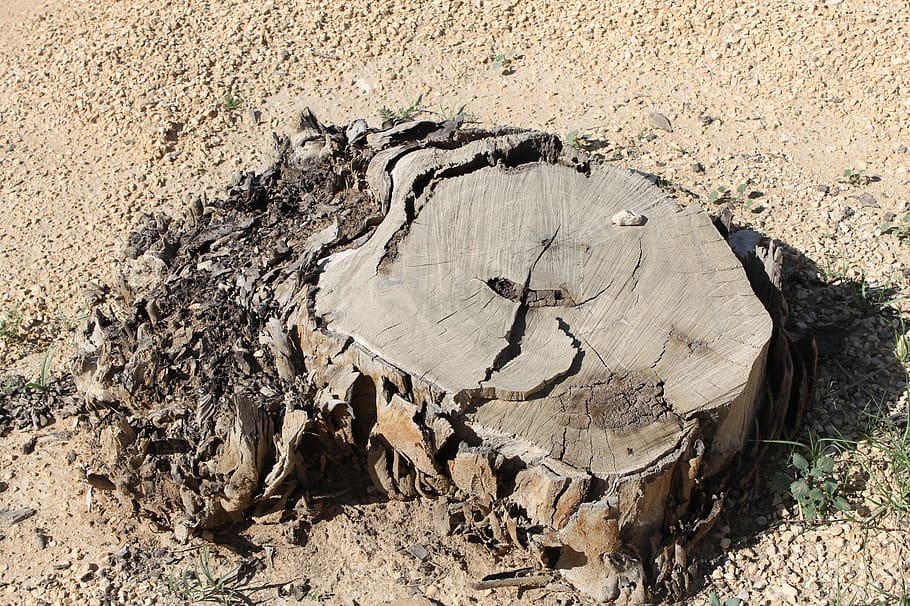 tree stump, desert, dry, dead, nature, sand, root, old, wood HD wallpaper
