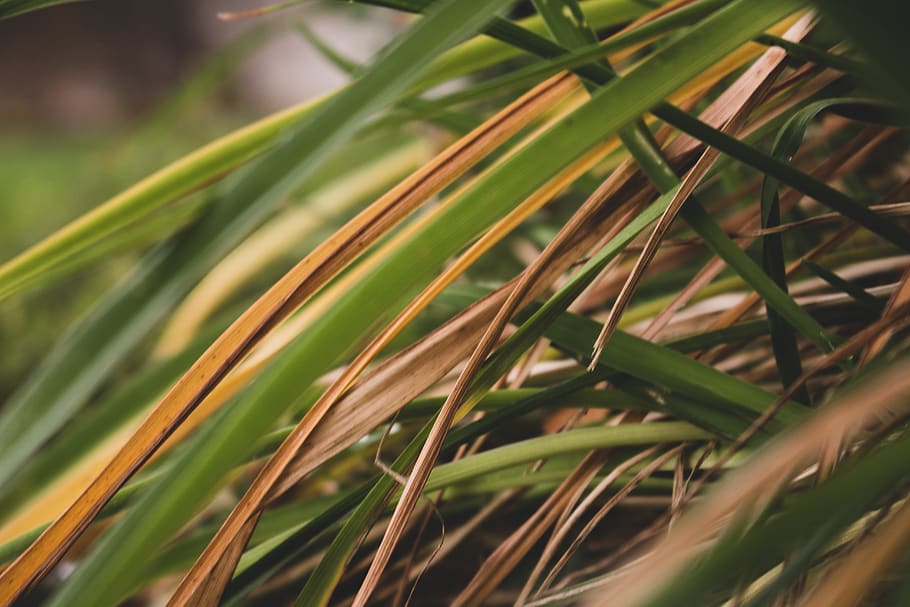 green grass, plant, flora, closeup, nature, garden, bokeh, texture HD wallpaper