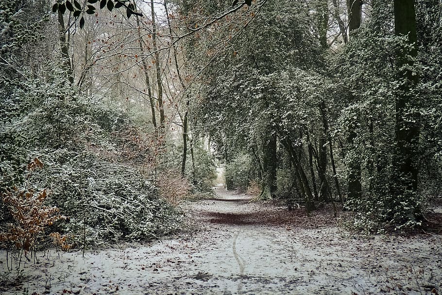 forest, trees, nature, landscape, path, secret, light, mystical HD wallpaper