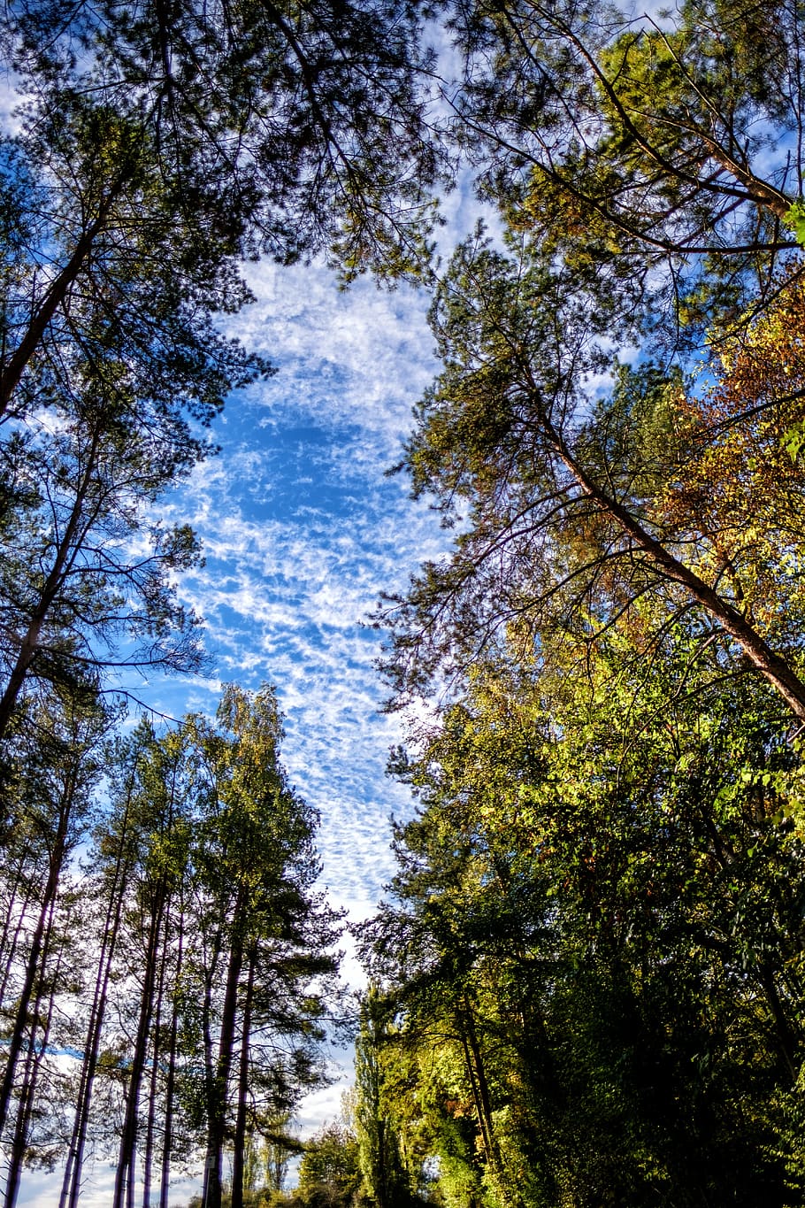 forest, trees, sky, clouds, autumn, colorful, leaves, plant HD wallpaper
