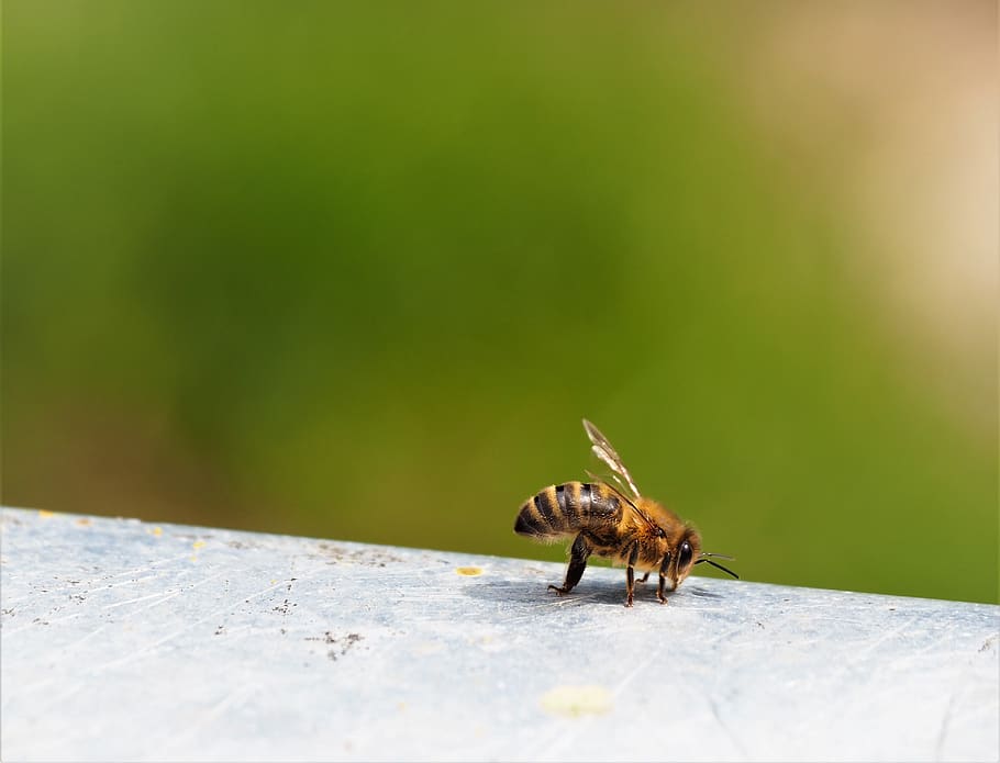 bee, insect, nature, macro, wings, beekeeping, hive, animal themes HD wallpaper