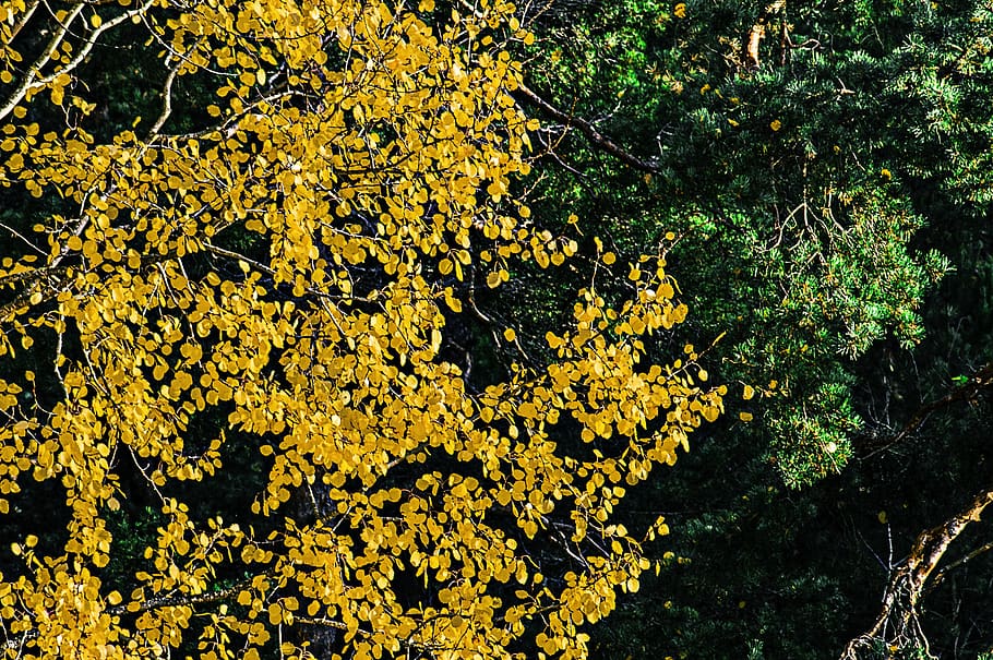 trees, forest, leaves, green, yellow, color, plant, beauty in nature HD wallpaper
